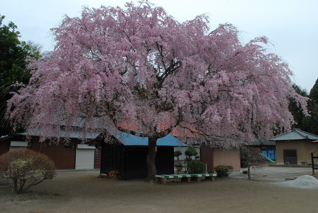 放光寺の桜　2016年4月2日