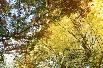 大宮公園　日本庭園　銀杏の黄葉