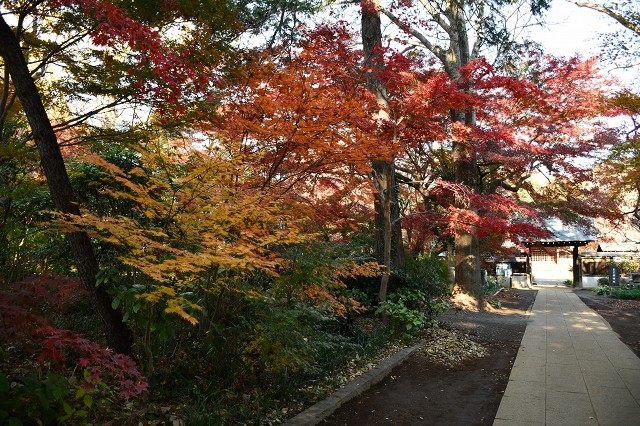 興禅院の紅葉