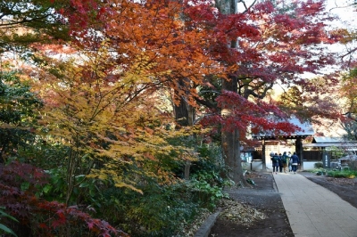 興禅院の紅葉