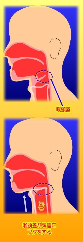 喉頭蓋の働き