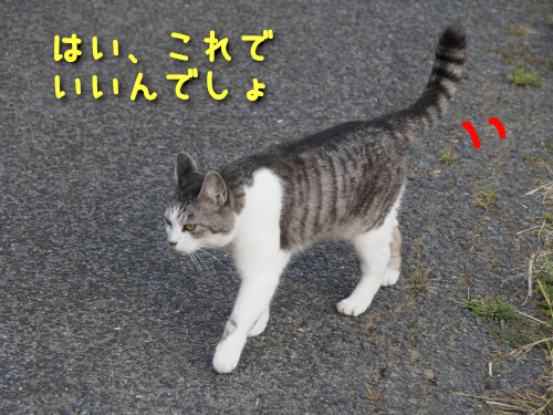 渡り歩く猫9-min