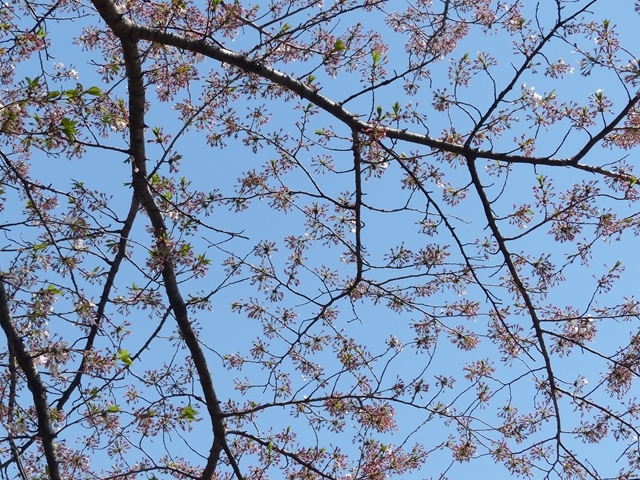 しべ桜