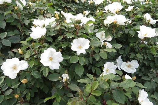 白いバラ1