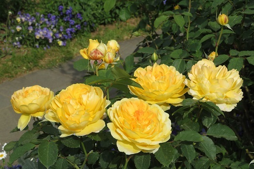 黄色いバラ2