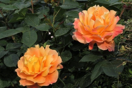 オレンジ色のバラ1