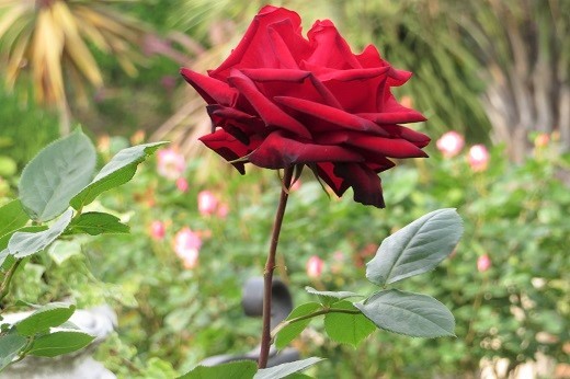 赤いバラ3