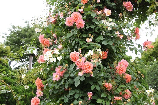 香りの庭のバラ2