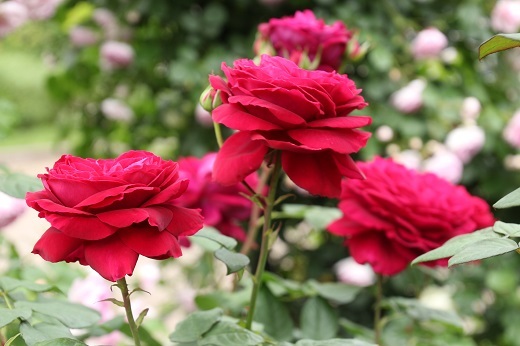 香りの庭のバラ4