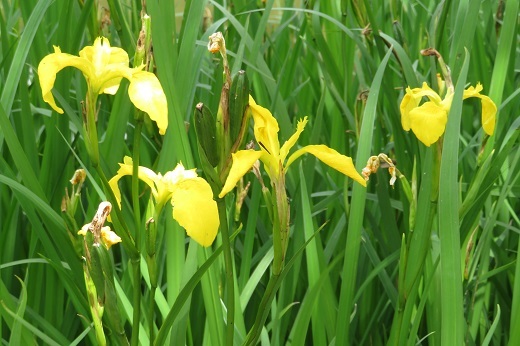 苑池周囲の黄色の菖蒲