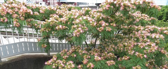 鶴見川土手近くの公園のネムノキの花
