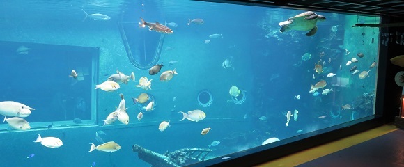 「箱根園水族館」の海水館
