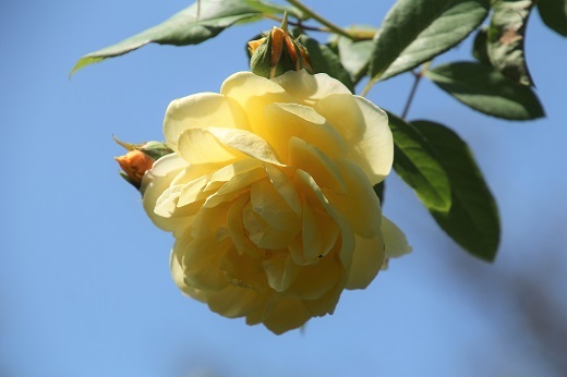 黄色いバラ1