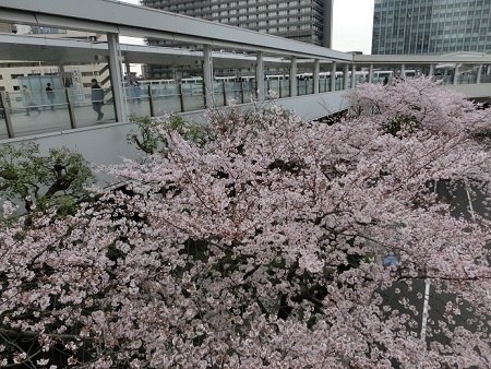 業務予定ブログ４月桜の回廊００１