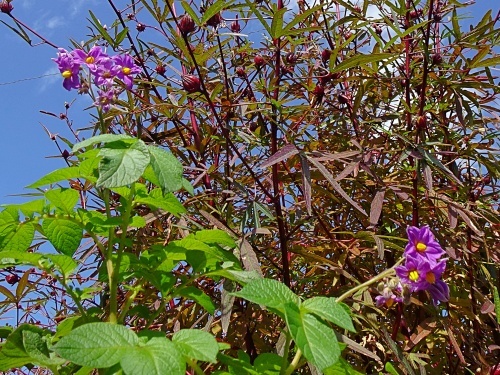 ローゼル　ジャガイモの花