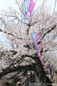 大岡川遊歩道桜