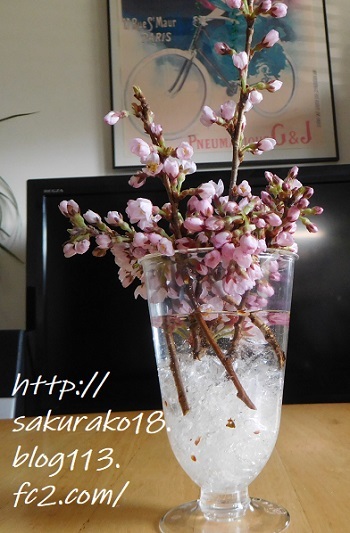 2022-4月7日桜