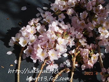 2022-4月7日桜2