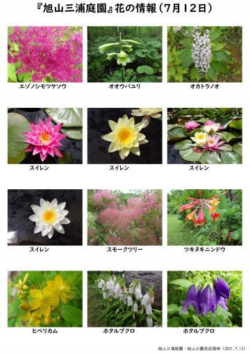 asahiyama_flower_2021_07_12ブログ用_convert_20210718103721