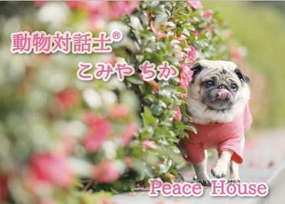 Peace Houseブログ用