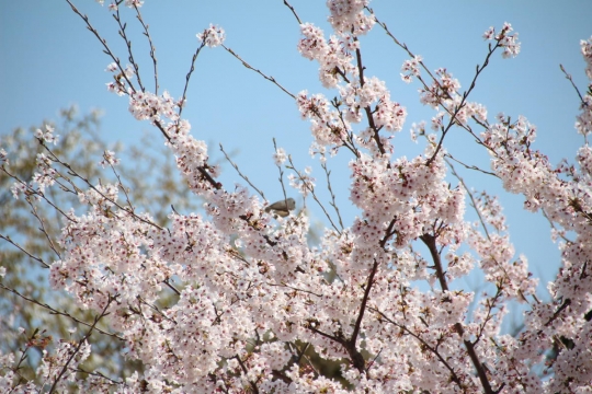 桜の中のヒヨドリ０１