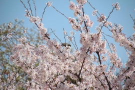 桜の中のヒヨドリ０２