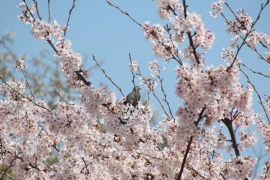 桜の中のヒヨドリ０３