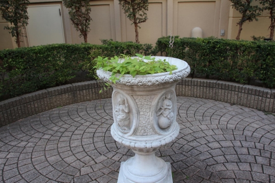 オシャレ植木鉢のネジバナ０１