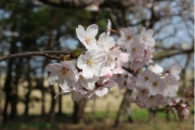 桜026