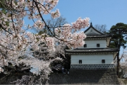 桜と城044
