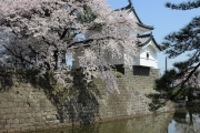 桜と城050
