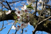 桜ｿﾒｲﾖｼﾉ088