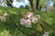 ※鬱金桜054