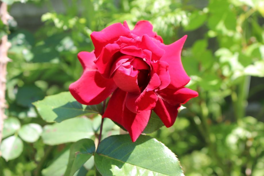 ※※花壇の赤薔薇071