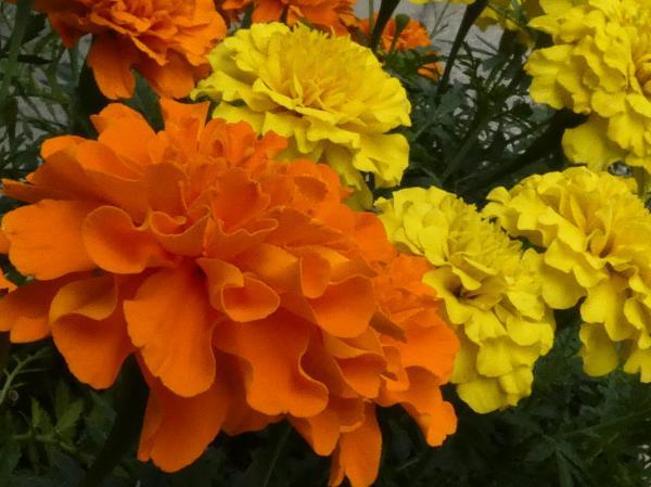 花びらいっぱい　オレンジ色と黄色のマリーゴールド