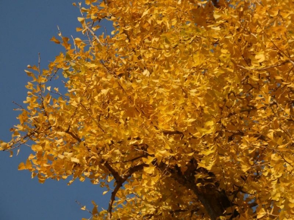 黄色がまぶしいイチョウの木