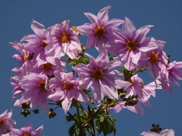 青空の下で咲いてるピンクの皇帝ダリアの花