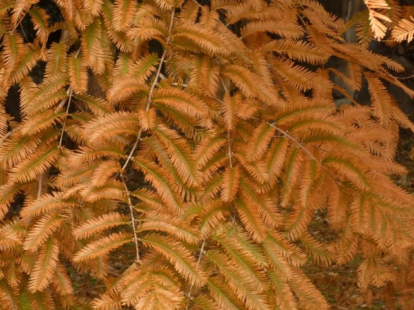 紅葉したメタセコイア　葉の中心少し緑色