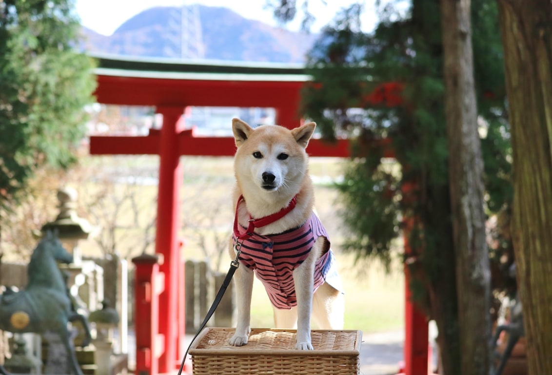 祝田神社　犬　ペット　犬連れ　柴犬の服