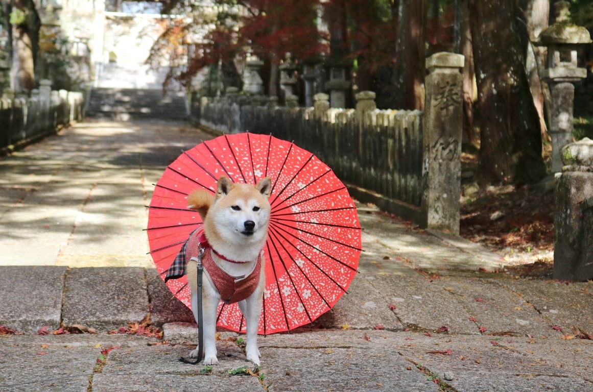 林田八幡神社　犬　ペット　犬連れ　かわいい柴犬