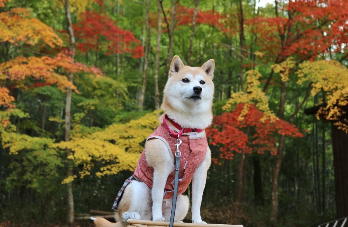 林田八幡神社　犬　ペット　犬連れ　柴犬の服
