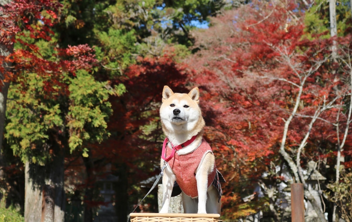 林田八幡神社　犬　ペット　犬連れ　かわいい柴犬