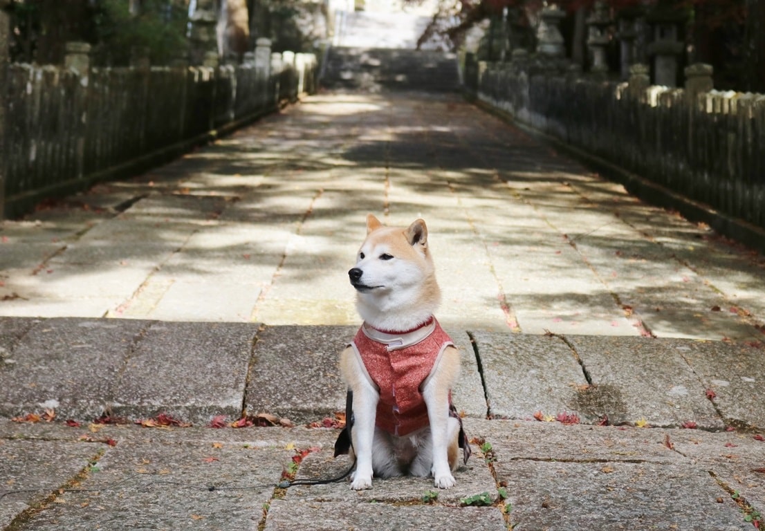 林田八幡神社　犬　ペット　犬連れ　柴犬の服