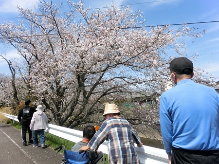 桜、きれいだね！