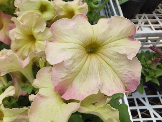 花2