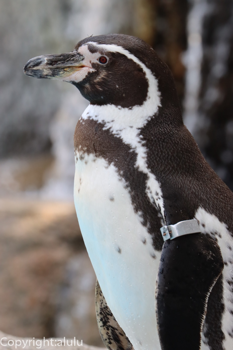 動物園へ写真の旅　フンボルトペンギン