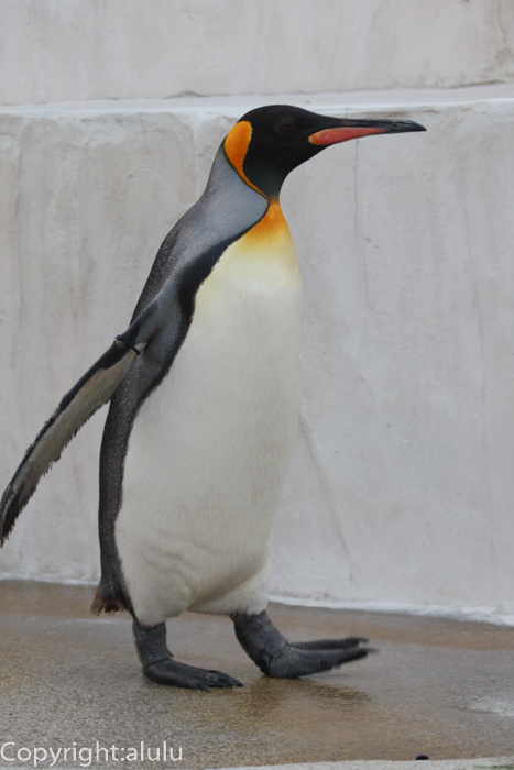 キングペンギン　画像